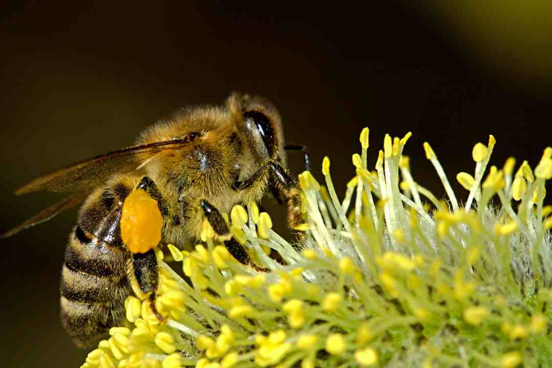 Ngủ mơ thấy ong mật chích người khác