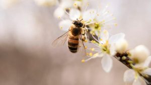 Ý nghĩa giấc mộng liên quan đến con ong