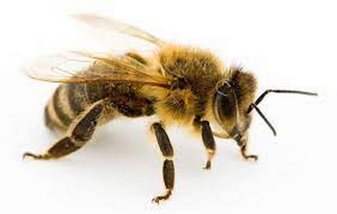 Nằm mơ thấy ong đánh con gì để trúng lô đề siêu khủng