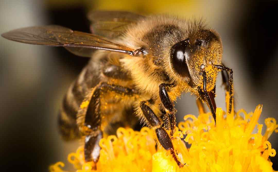 Mộng thấy ong chung chung thì oánh ngay bộ ba số 10 - 29 - 44